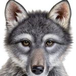 Scholastic Wolves of the Beyond Book 1 Kindle Edition for Ages 8-11-0