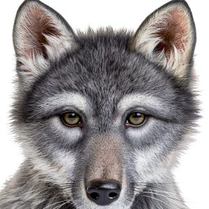 Scholastic Wolves of the Beyond Book 1 Kindle Edition for Ages 8-11-0