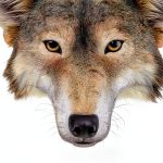 Atheneum Kids Wolf Book Kindle Edition Reprint for Ages 9-13-0