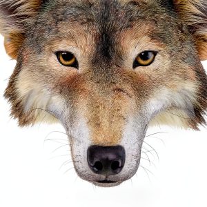 Atheneum Kids Wolf Book Kindle Edition Reprint for Ages 9-13-0